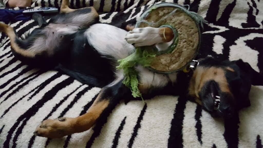 Luna our young Huntaway pup with her favourite toy
