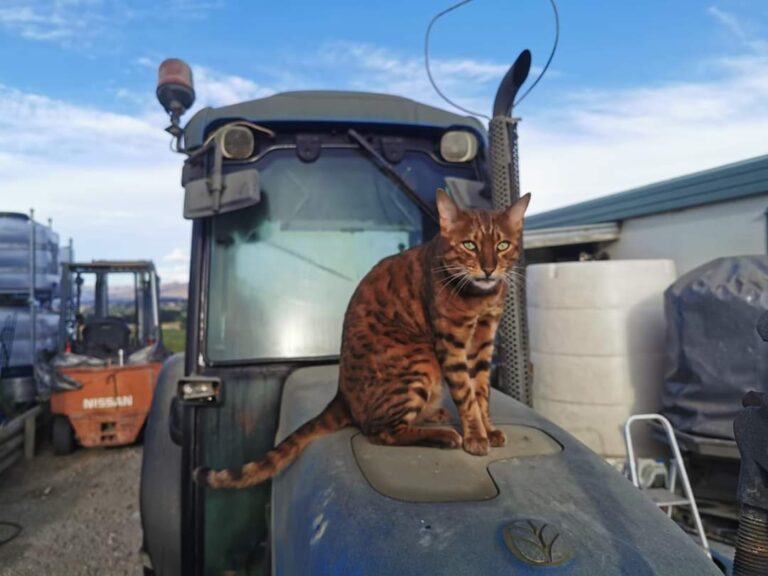 Bengal Jazz owns the tractor