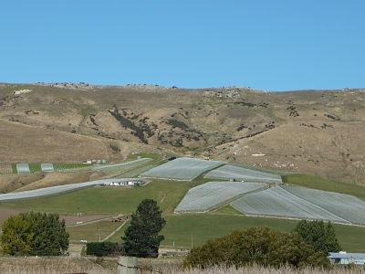 Fancrest Estate Waipara Winery and Vineyard under netting