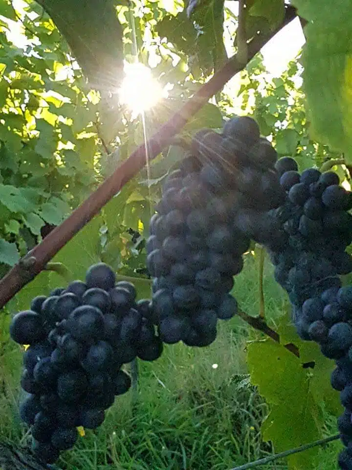 Pinot Noir just before harvest