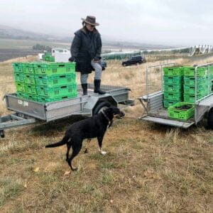 Di Holding collecting full grape picking bins to take to the outdoor winery