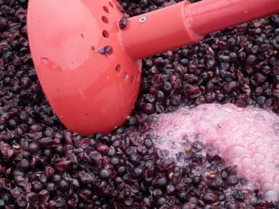 Plunging fermenting Pinot Noir grapes in the fermenation vat