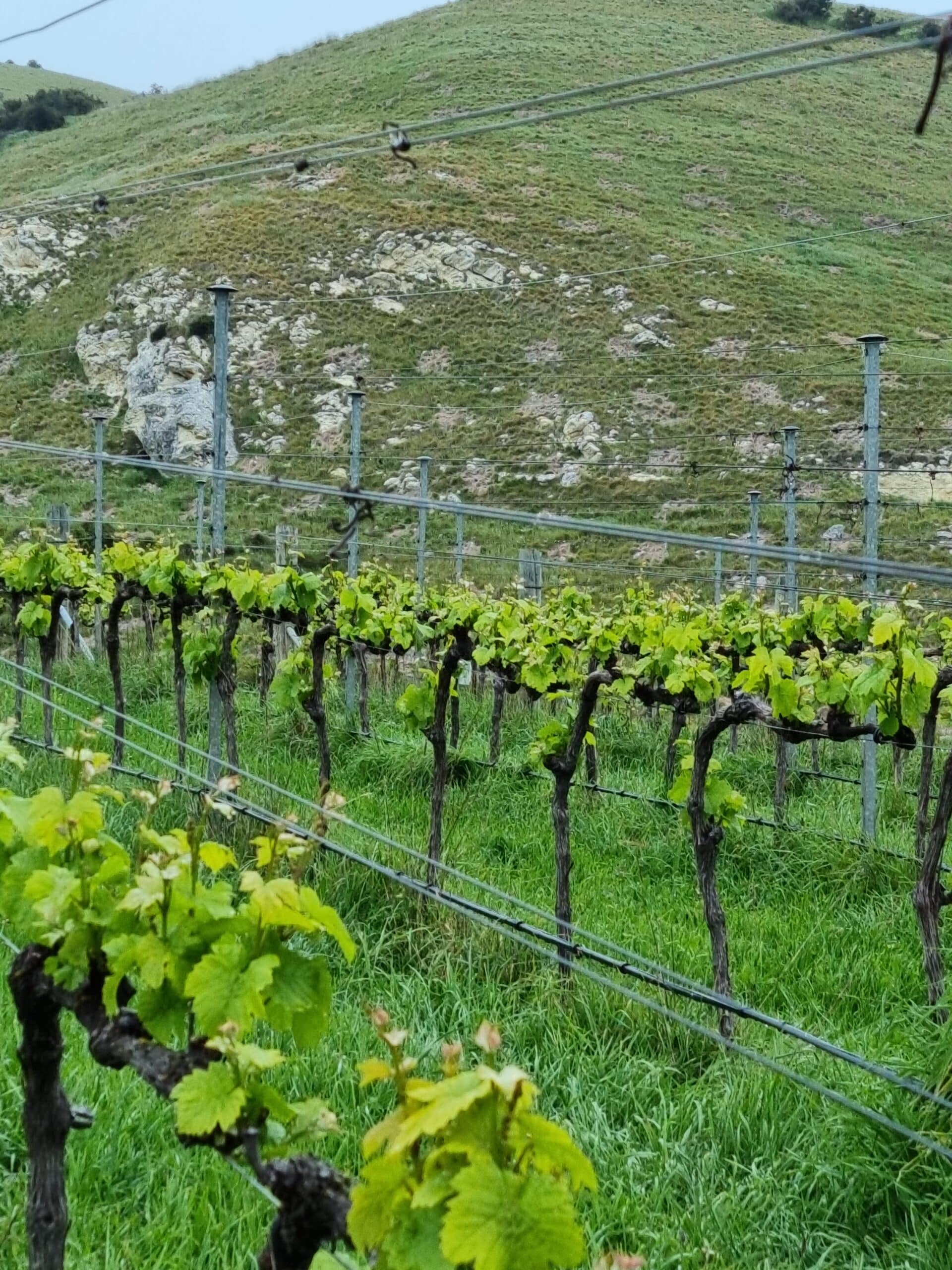 Spring budburst on the top limestone terrace at Fancrest Estate with the Limestone hillside in the background