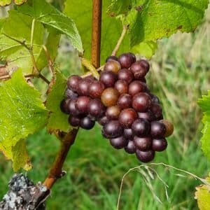 Veraison in Pinot Noir