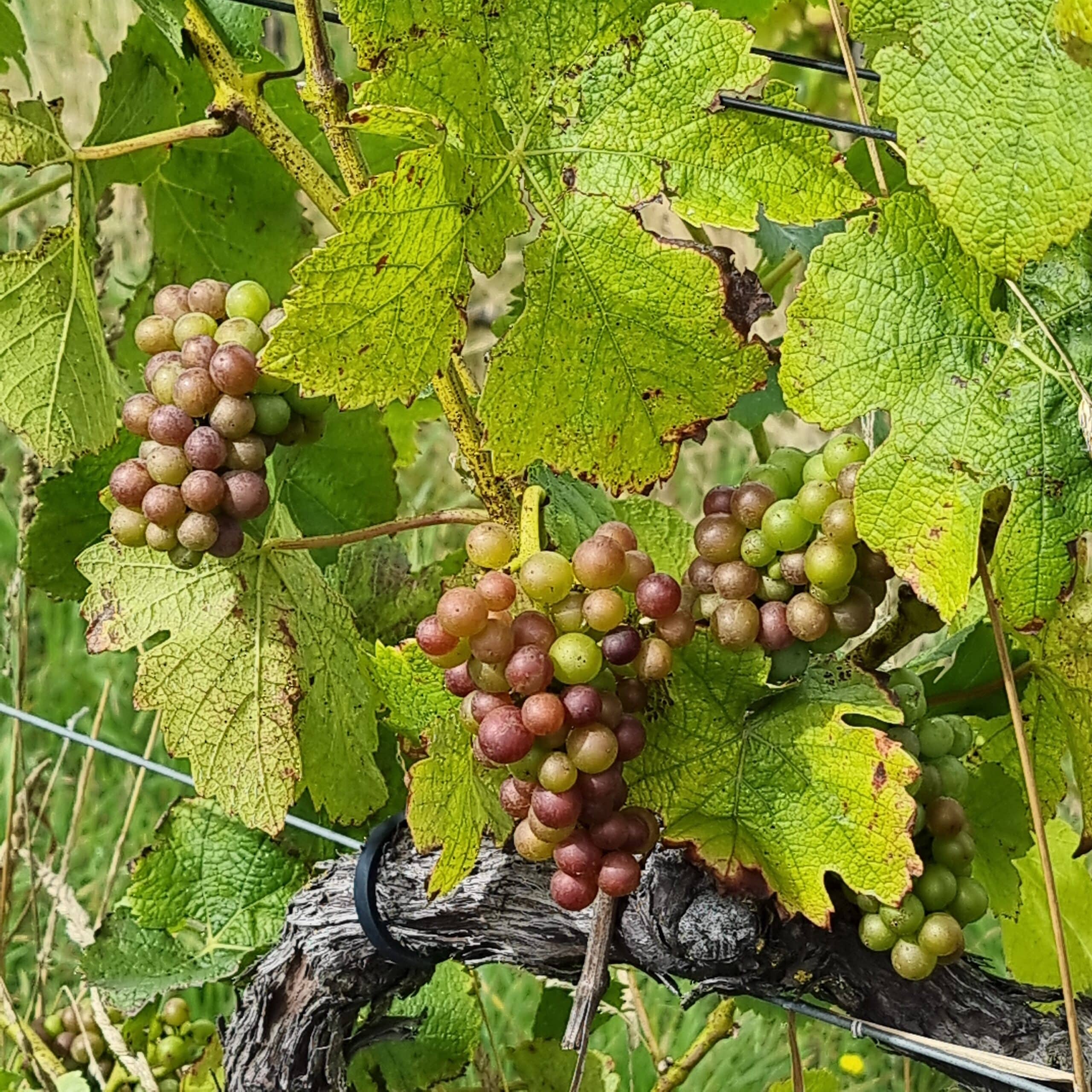 Verason in Pinot Noir