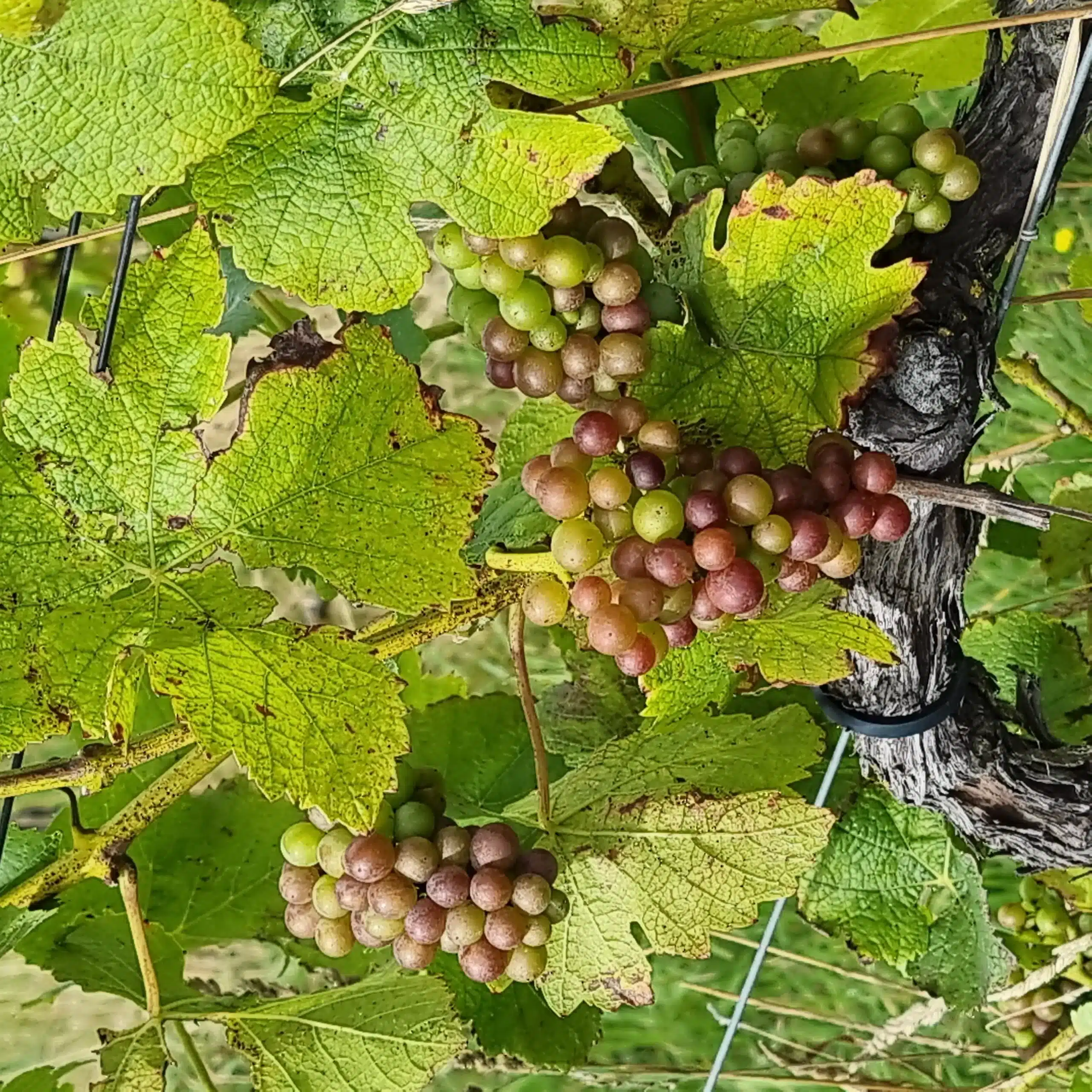 Verason in Pinot Noir