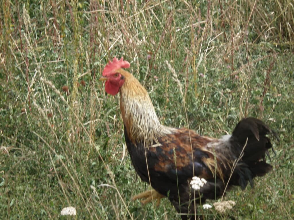 Fancrest Estate's rooster