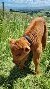 5-day-old Highland Calf