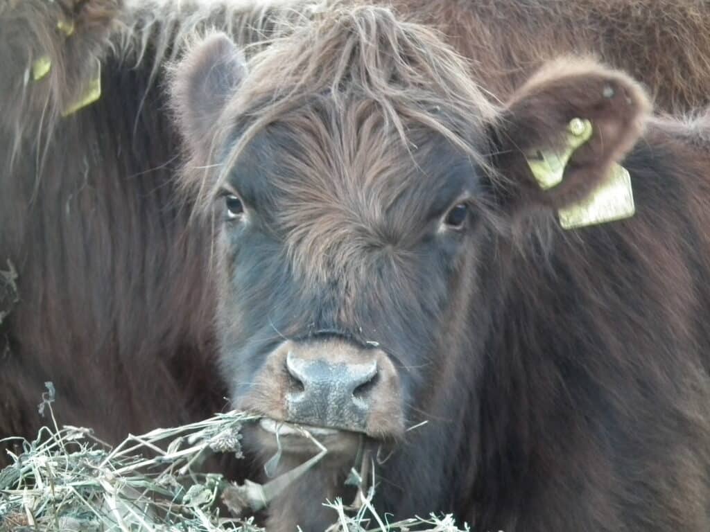 Highland Cows at Fancrest Estate